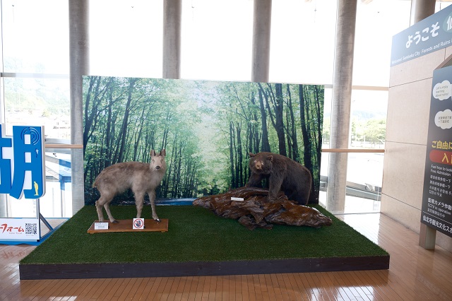 森と遺跡の展示室の写真