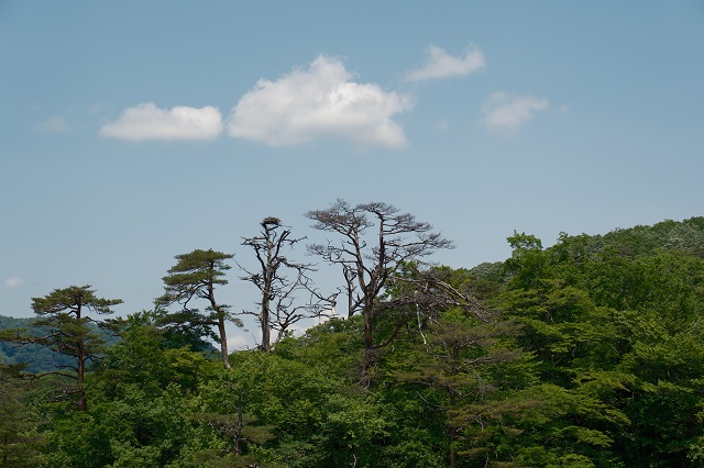 鳴子峡の遊歩道の観光写真
