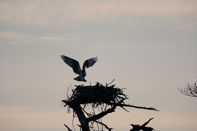 「xf150-600mm」でミサゴ（オスプレイ）を撮影した写真