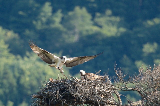 「xf150-600mm」でミサゴ（オスプレイ）を撮影した写真