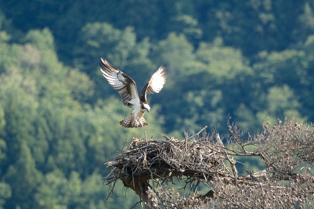 「xf150-600mm」でミサゴ（オスプレイ）を撮影した写真