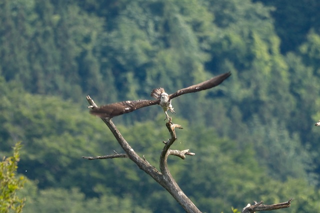 「xf150-600mm」でミサゴ（オスプレイ）を撮影した写真