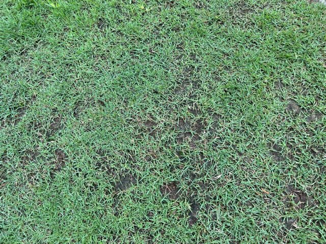 芝がところどころ剥げてる写真