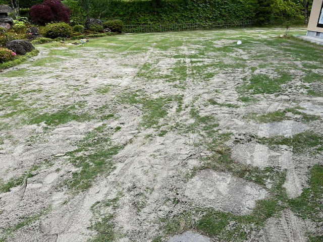 芝に川砂を入れてる写真