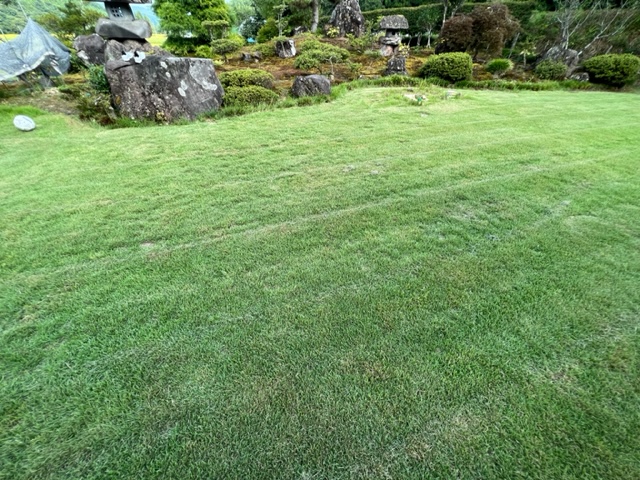 目土を入れた芝のその後の状況写真