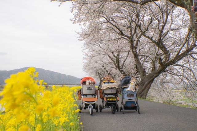 春うららのイメージ写真