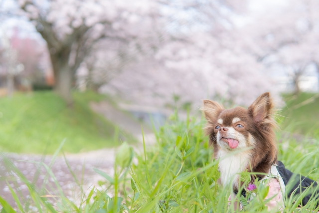 春うららのイメージ写真