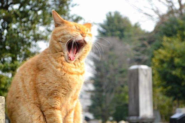 春うららのイメージ写真