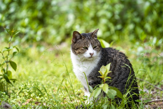 春うららのイメージ写真