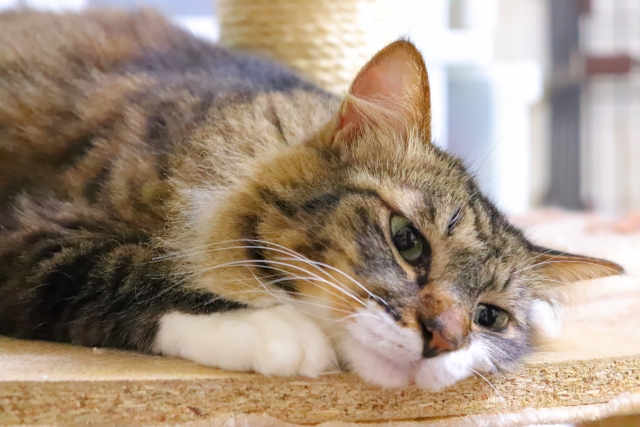 怠惰のイメージ写真