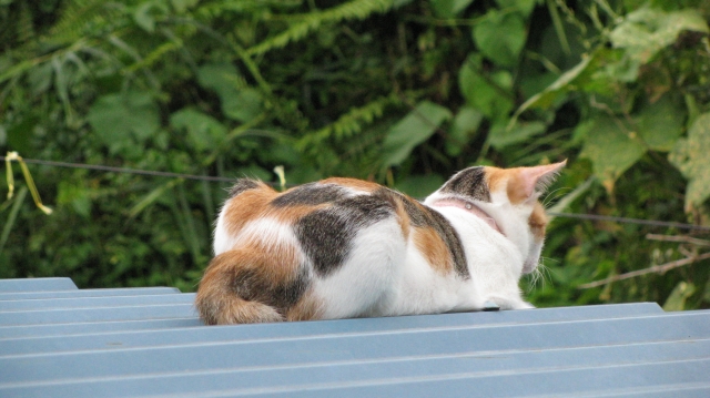 歯牙にもかけないのイメージ写真