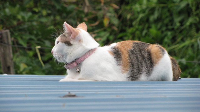 歯牙にもかけないのイメージ写真