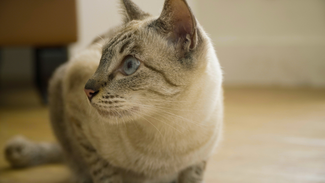 にっちもさっちもいかない猫の写真