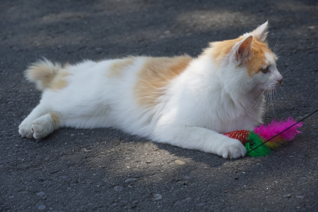 歯牙にもかけないのイメージ写真