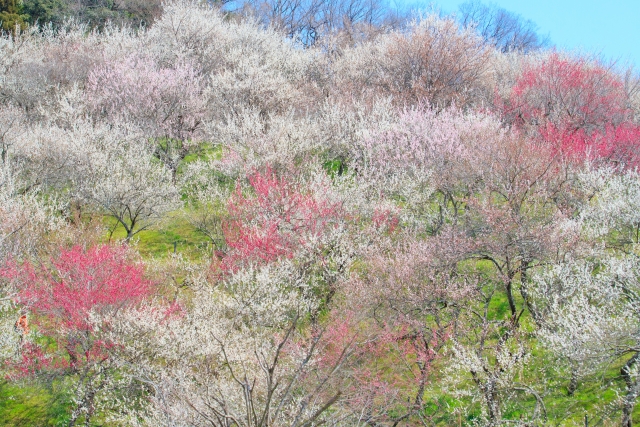 桃源郷の桃のイメージ写真