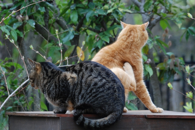 無視する猫のイメージ写真