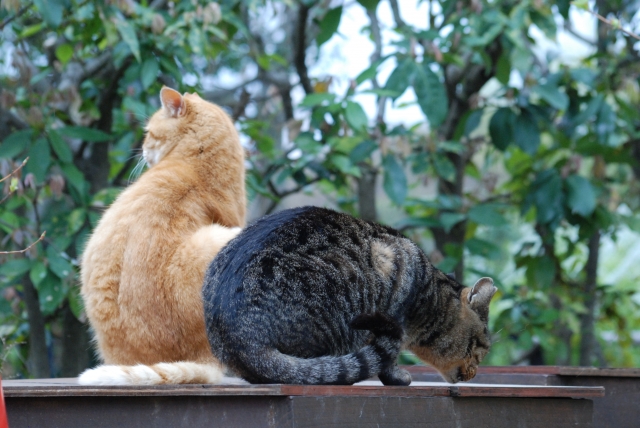 歯牙にもかけないのイメージ写真