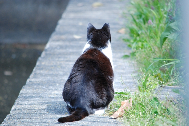 無視する猫のイメージ写真