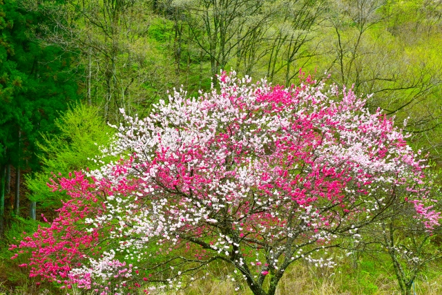 桃源郷の桃のイメージ写真