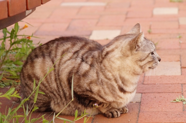 にっちもさっちもいかない猫の写真