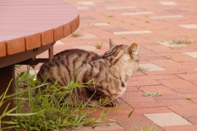 にっちもさっちもいかない猫の写真