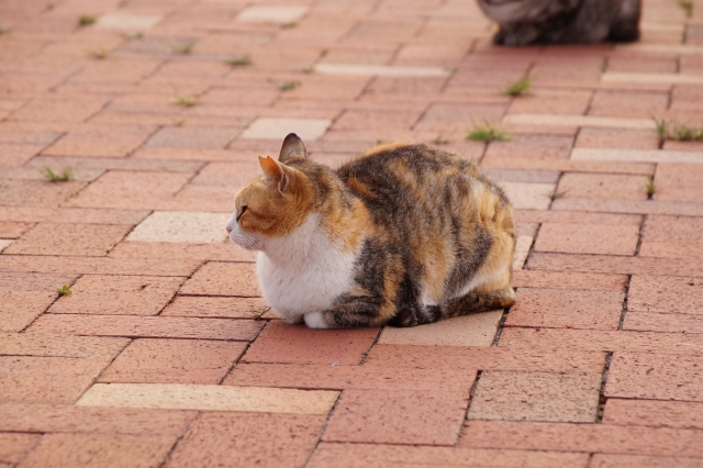 にっちもさっちもいかない猫の写真