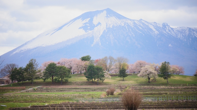 桃源郷の桃のイメージ写真