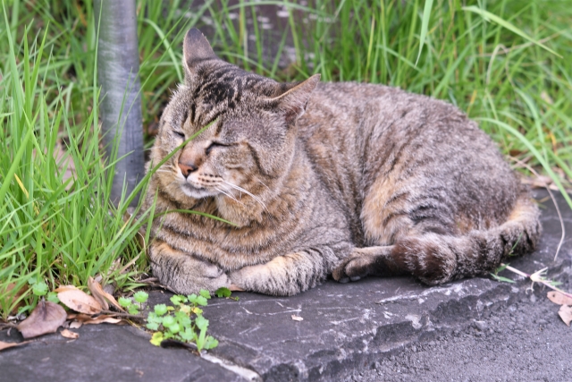 無視する猫のイメージ写真