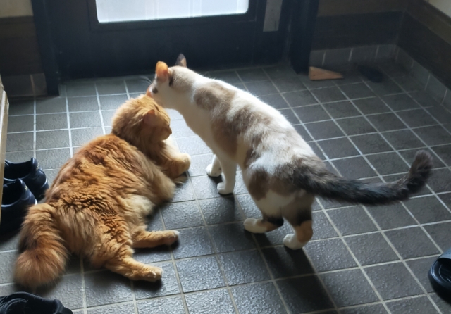 小耳にはさむ猫のイメージ写真