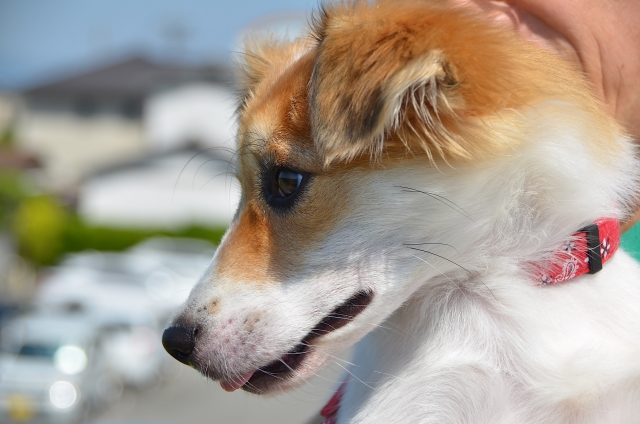 飼い犬に手を噛まれるのイメージ写真