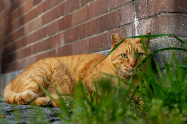普遍的な猫のイメージ写真