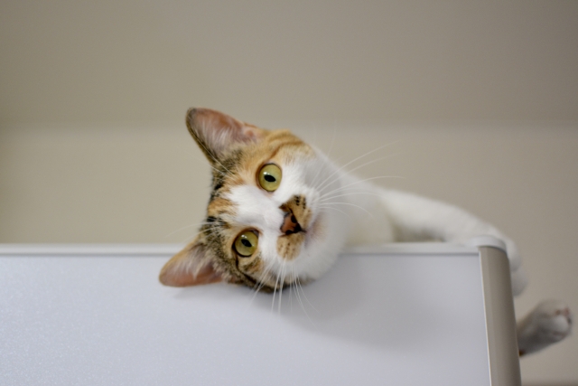 十八番の猫のイメージ写真