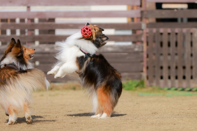 飼い犬に手を噛まれるのイメージ写真