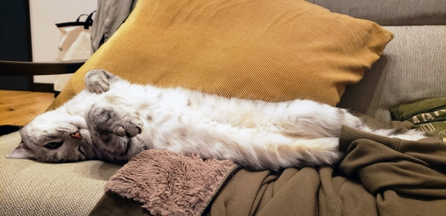 十八番の猫のイメージ写真