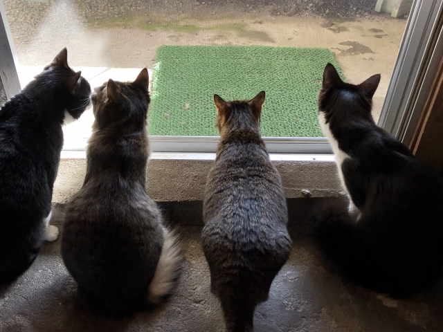 一喜一憂する猫のイメージ写真