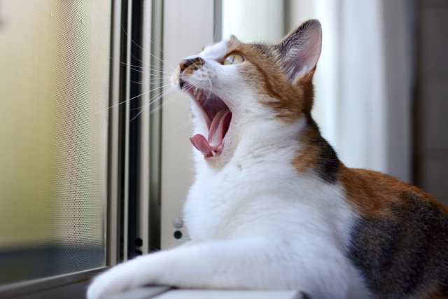 十八番の猫のイメージ写真