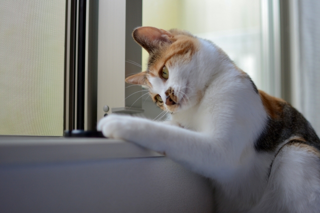 一喜一憂する猫のイメージ写真