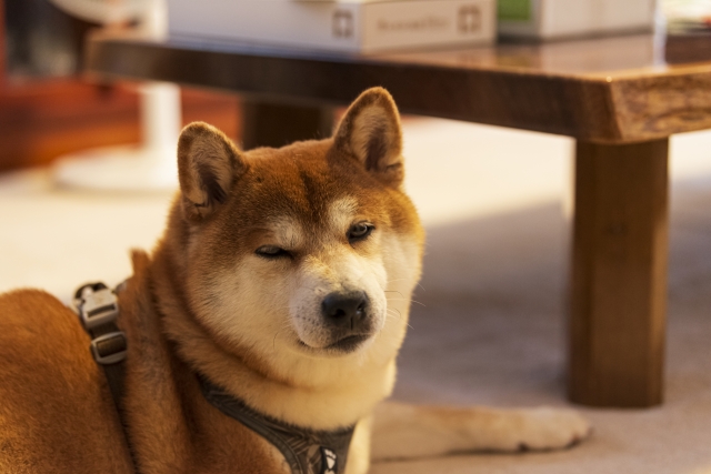 飼い犬に手を噛まれるのイメージ写真