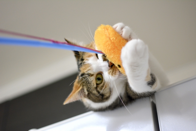 十八番の猫のイメージ写真