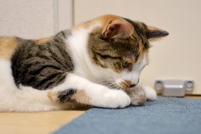 十八番の猫のイメージ写真