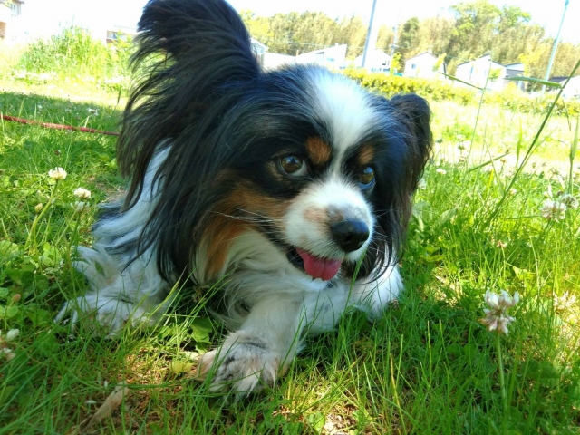 飼い犬に手を噛まれるのイメージ写真