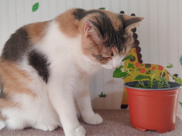 肩の荷が下りた猫の写真
