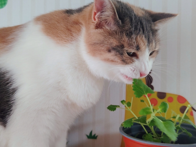 求道する猫の写真