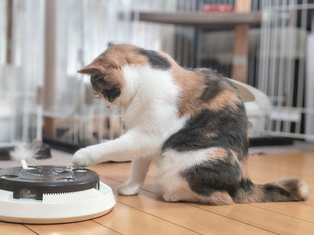 一喜一憂する猫のイメージ写真