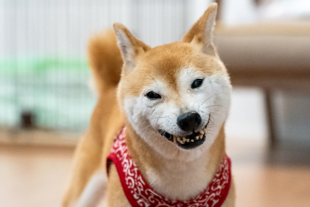 飼い犬に手を噛まれるのイメージ写真