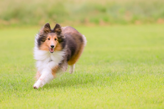 飼い犬に手を噛まれるのイメージ写真