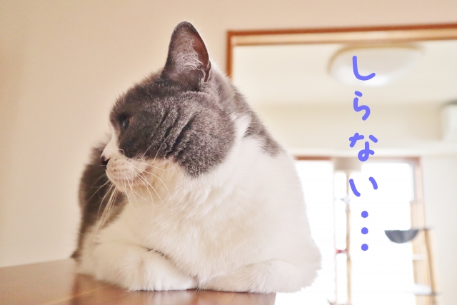 無視する猫のイメージ写真