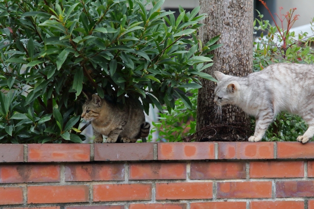 歯牙にもかけないのイメージ写真