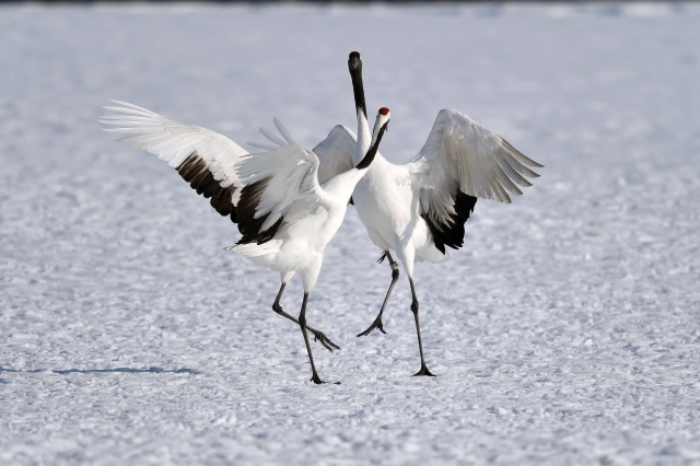 鶴の一声のイメージ写真