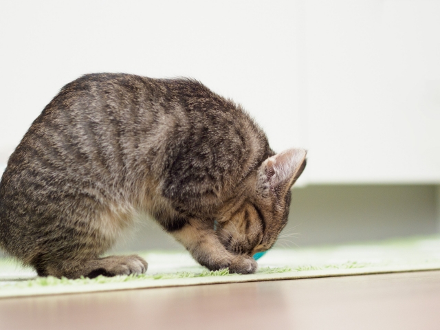 転ばぬ先の杖のイメージ写真